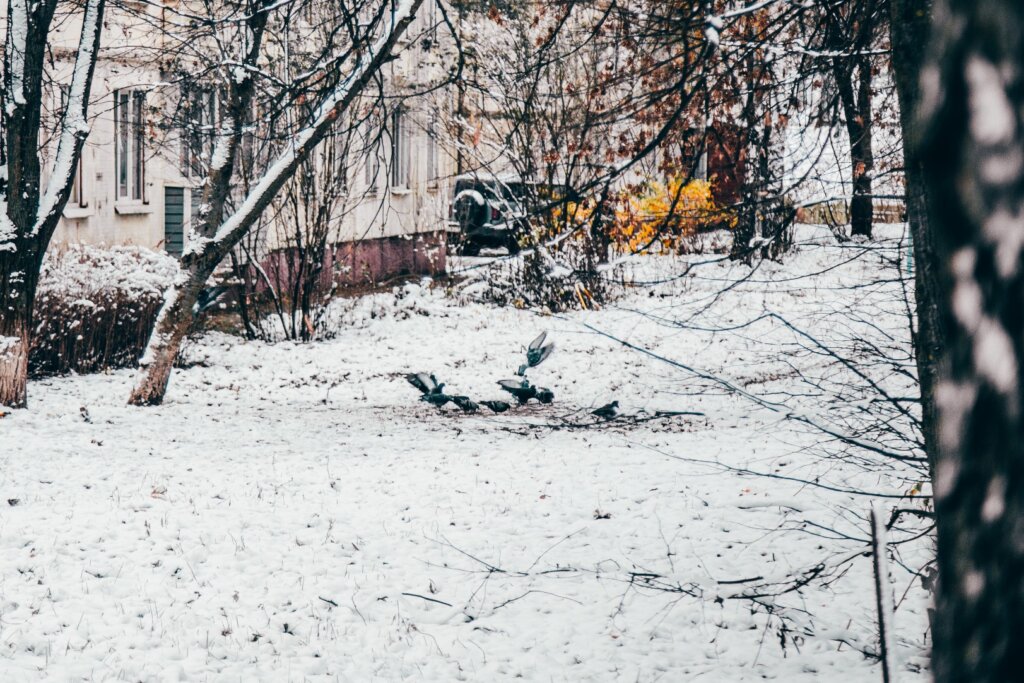 В Москву раньше времени вернулись зарянки, обычно прилетающие в марте В Москву раньше времени вернулись зарянки, обычно прилетающие в марте