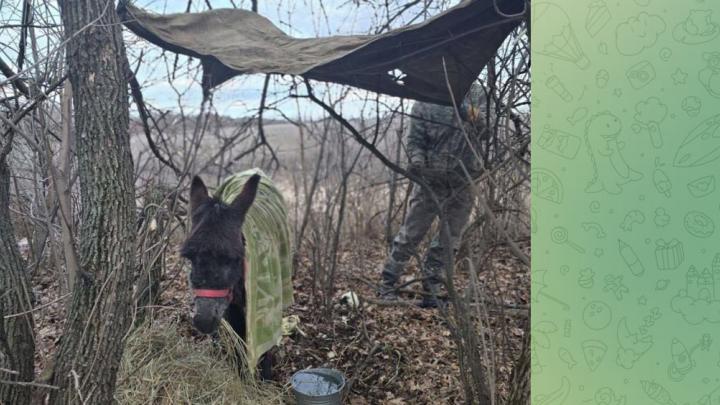 В окопах необычная лихорадка. Новая группировка ВСУ и «мощный замес в курском селе». Солдатам выдали ослов: СВОдки с фронта В окопах необычная лихорадка. Новая группировка ВСУ и «мощный замес в курском селе». Солдатам выдали ослов: СВОдки с фронта